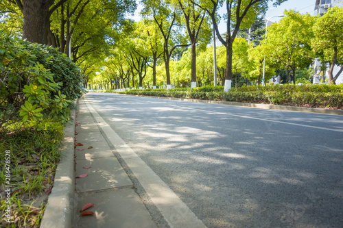 Photography Road in green forest