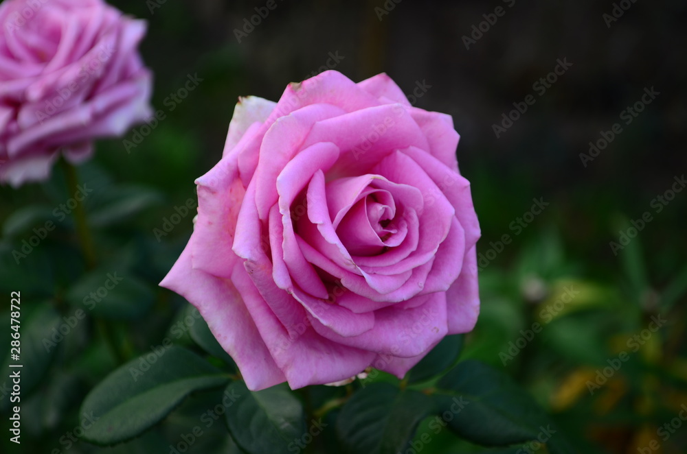 Beautiful fresh rose in the garden at morning Beautiful fresh rose in the garden at morning