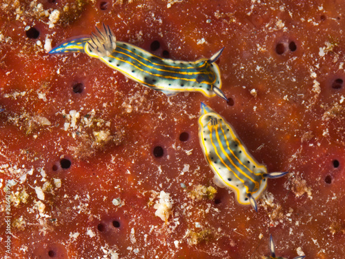Nudibranch Glossodoris photo