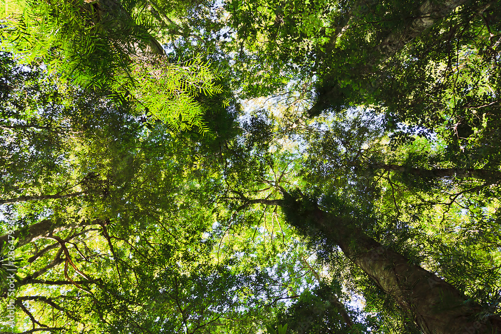 Fototapeta premium DNP Rainforest bottom up 2 sky