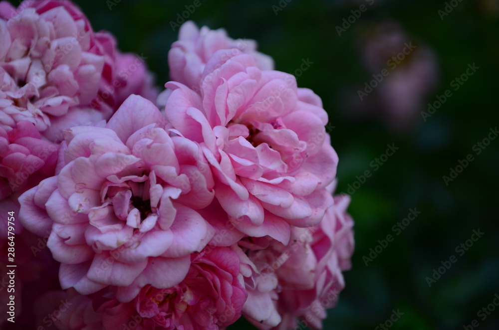 Beautiful fresh rose in the garden at morning