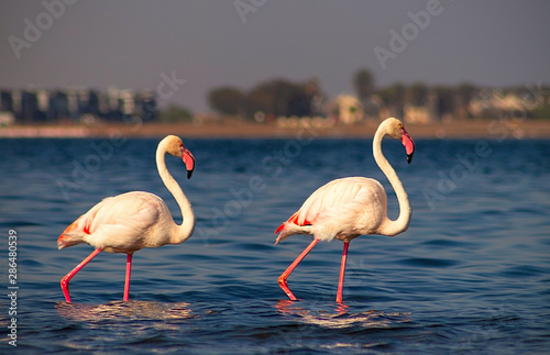 Two birds of pink african flamingo  walking around the lagoon and looking for food