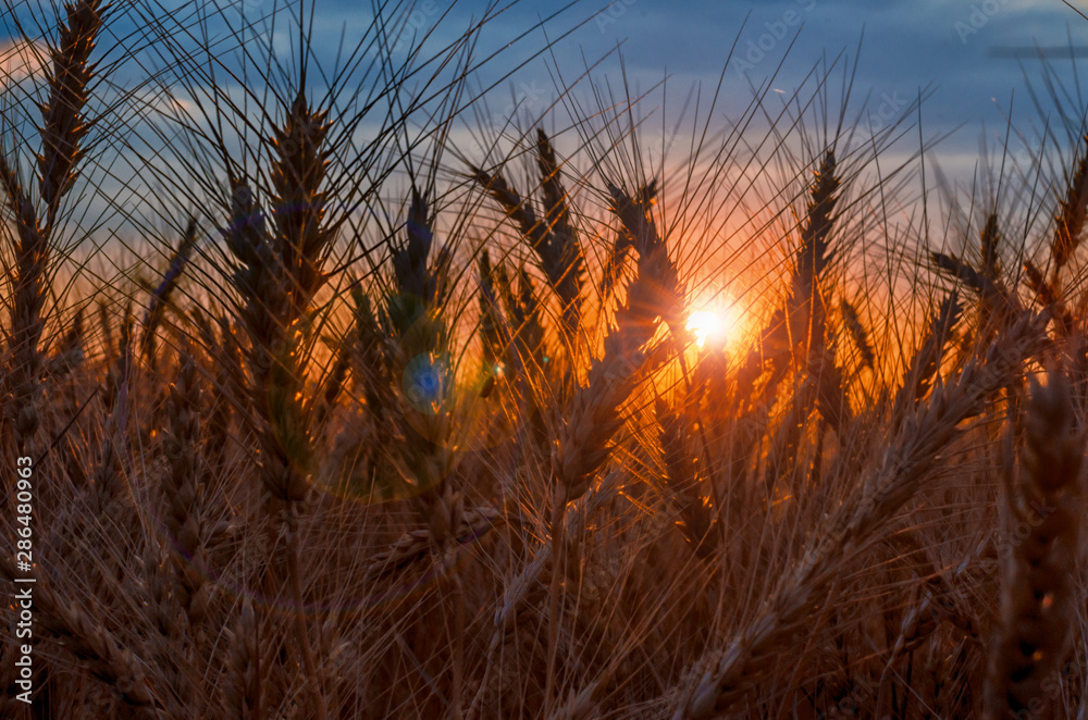 rye field at sunset mature ears on the background of sunset with sun flare rye field at sunset mature ears on the background of sunset with sun flare