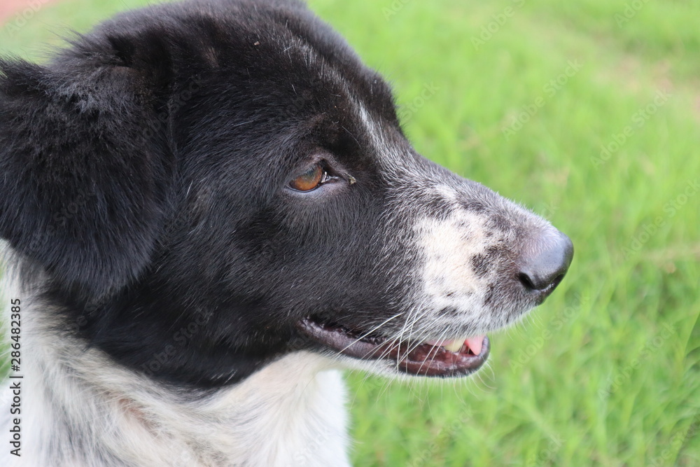 dog dog