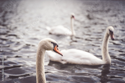 cygne sur l eau