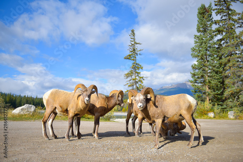 Fototapeta Naklejka Na Ścianę i Meble -  Grupo de carneros en manada en un bosque verde en el parque nacional de Jasper Alberta canada bajo un cielo azul