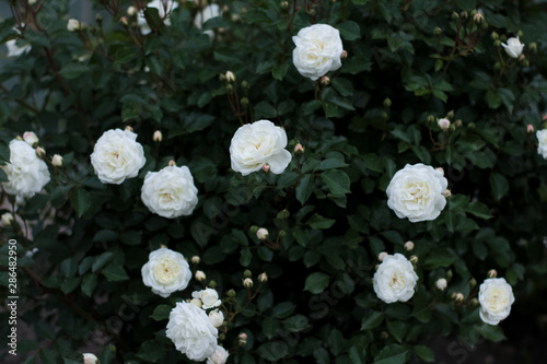 Rosebush with white roses in the garden. Beautiful flowers. 