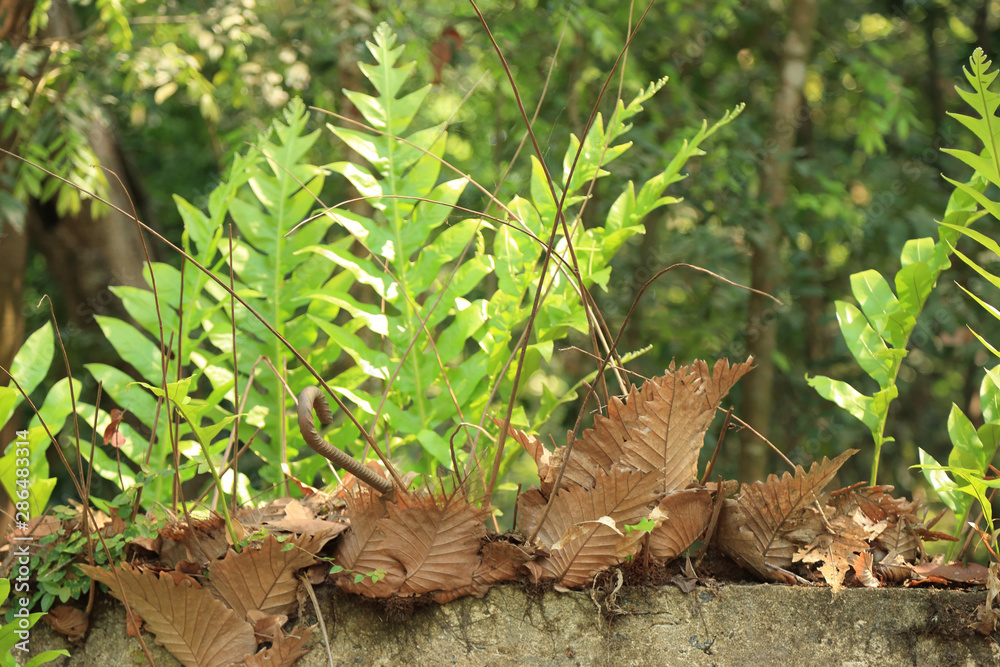 Big green Oakleaf fern, basket fern (Drynaria quercifolia) growing on the wall, Thailand, South east Asia. Big green Oakleaf fern, basket fern (Drynaria quercifolia) growing on the wall, Thailand, South east Asia.