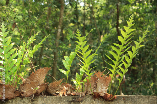 Big green Oakleaf fern, basket fern (Drynaria quercifolia) growing on the wall, Thailand, South east Asia.