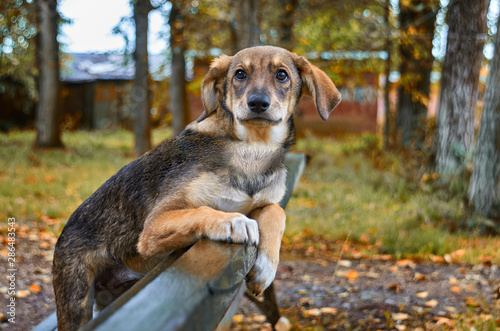 A homeless puppy is brown in the autumn on a bench in the street