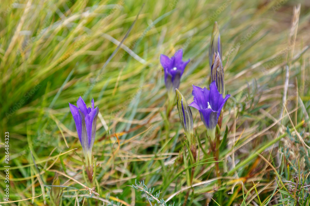 Gentiana pneumonanthe. Genciana de turbera. Flores azules entre la hierba.  Stock Photo | Adobe Stock
