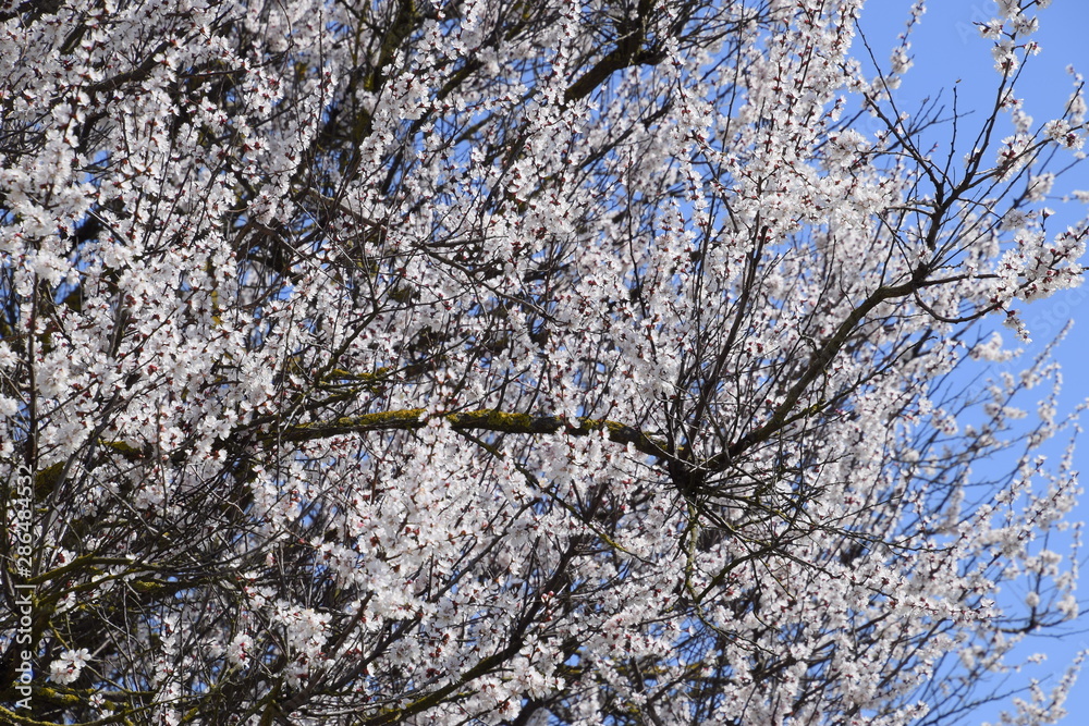 Apricot flowers on tree branches. Spring flowering garden. Apricot flowers on tree branches. Spring flowering garden.
