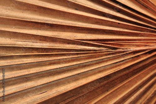 Dry palm leave texture brown color
