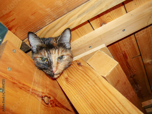 Cat looks into a hole looking for mice. Nose, eyes, ears. Wooden structures.