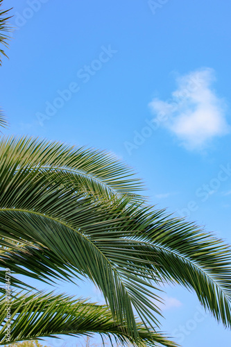 palm tree nature background blue sky