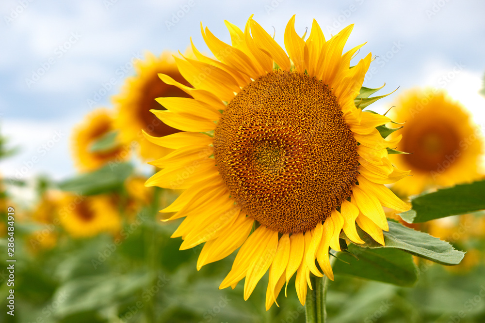 sunflowers field on sky background. Bright yellow, orange sunflower flower on field. Beautiful rural landscape of field in sunny summer day. Beautiful sunflower on farm field.