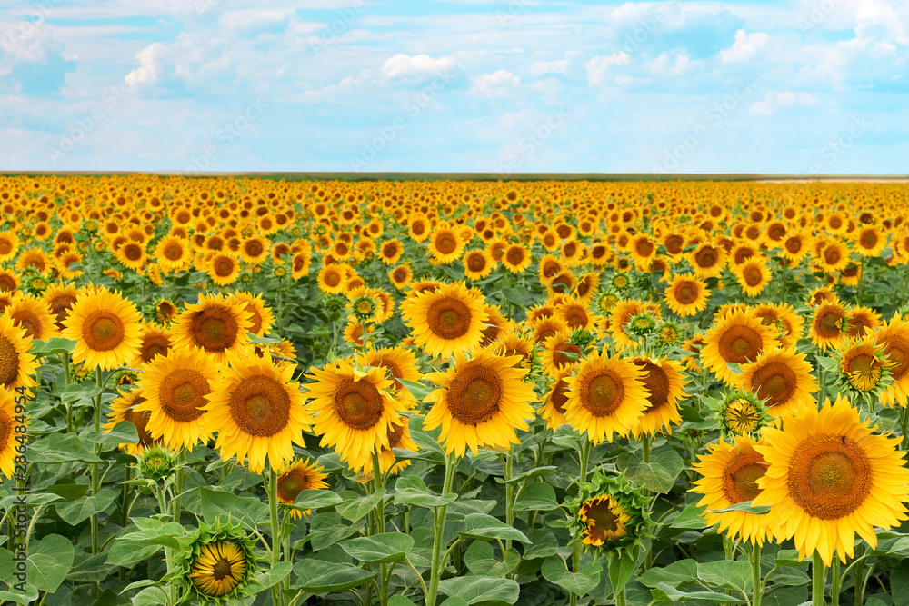Obraz premium sunflowers field on sky background. Bright yellow, orange sunflower flower on field. Beautiful rural landscape of field in sunny summer day. Beautiful sunflower on farm field.