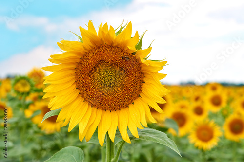 sunflowers field on sky background. Bright yellow, orange sunflower flower on field. Beautiful rural landscape of field in sunny summer day. Beautiful sunflower on farm field.