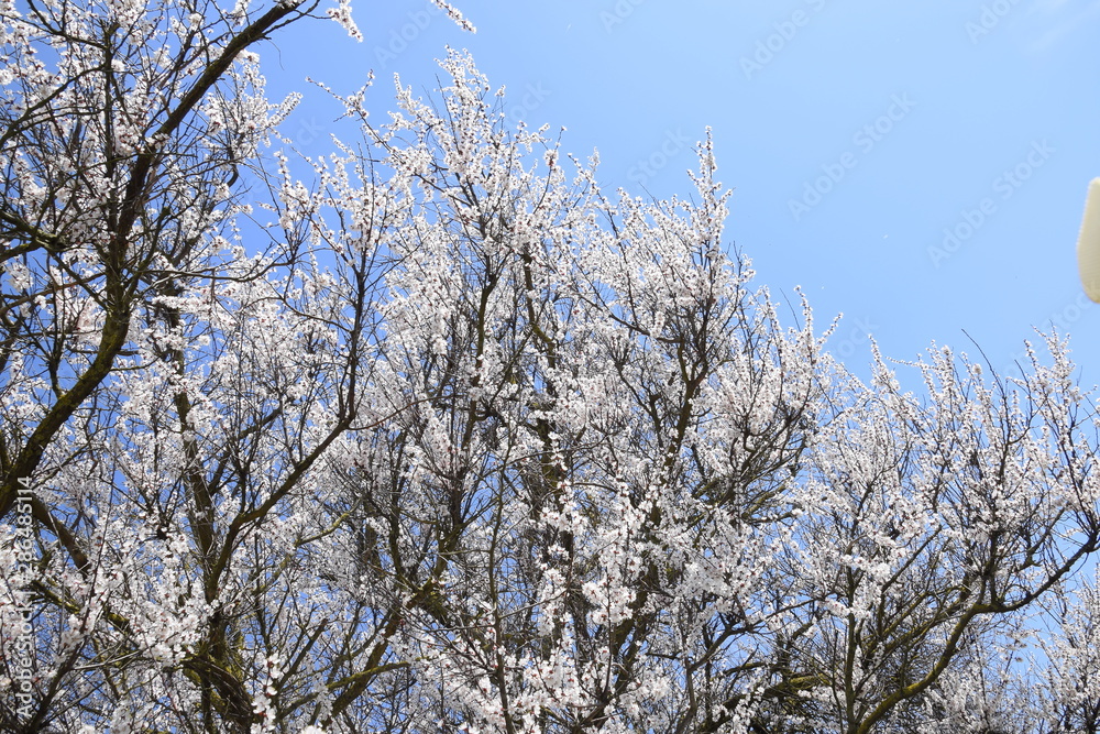 Apricot flowers on tree branches. Spring flowering garden.
