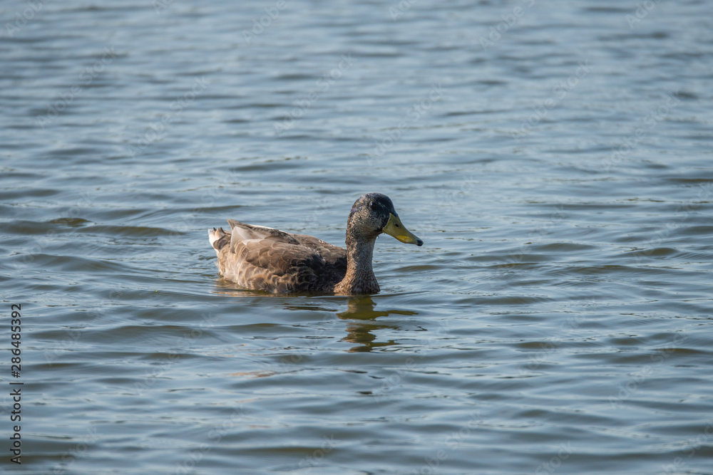Juvenile shoveler duck in a pond at bird sanctionary Hjälstaviken west of Stockholm