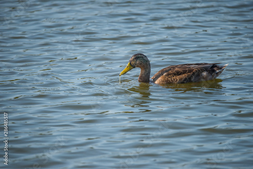 Juvenile shoveler duck in a pond at bird sanctionary Hjälstaviken west of Stockholm photo