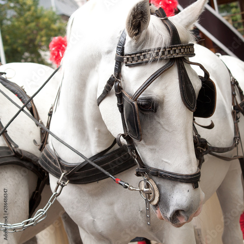white beautiful horse in a harness