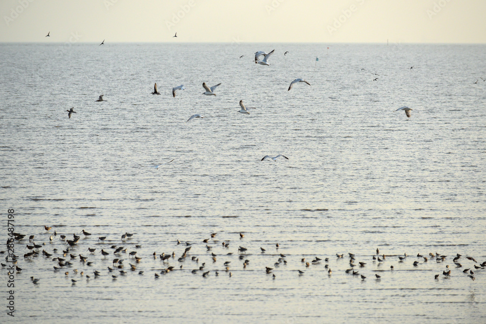Sea water and birds