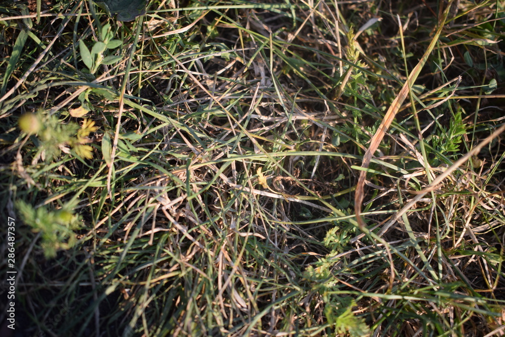 green grass in the summer Park