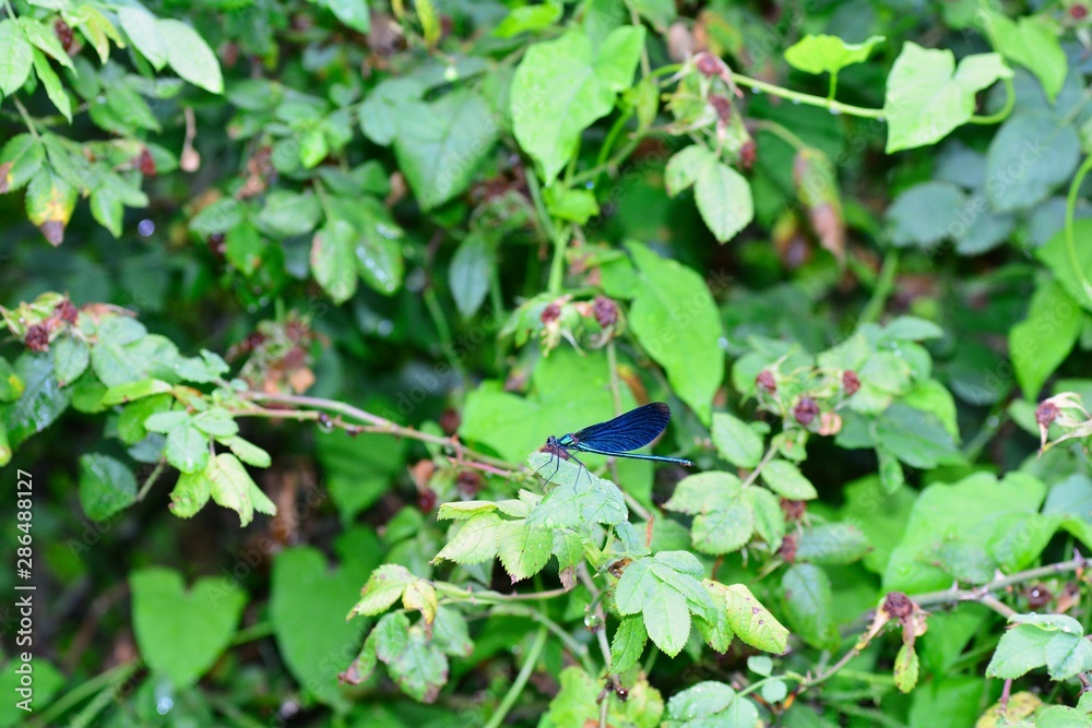 One blue beauty dragonfly - Calopteryx virgin sits on blackberry bush One blue beauty dragonfly - Calopteryx virgin sits on blackberry bush