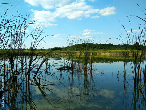 Fototapeta Naklejka Na Ścianę i Meble -  Ukrainian summer lake landscape with reeds on a background of blue sky with clouds