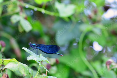 Blue beauty dragonfly - Calopteryx virgin in the nature