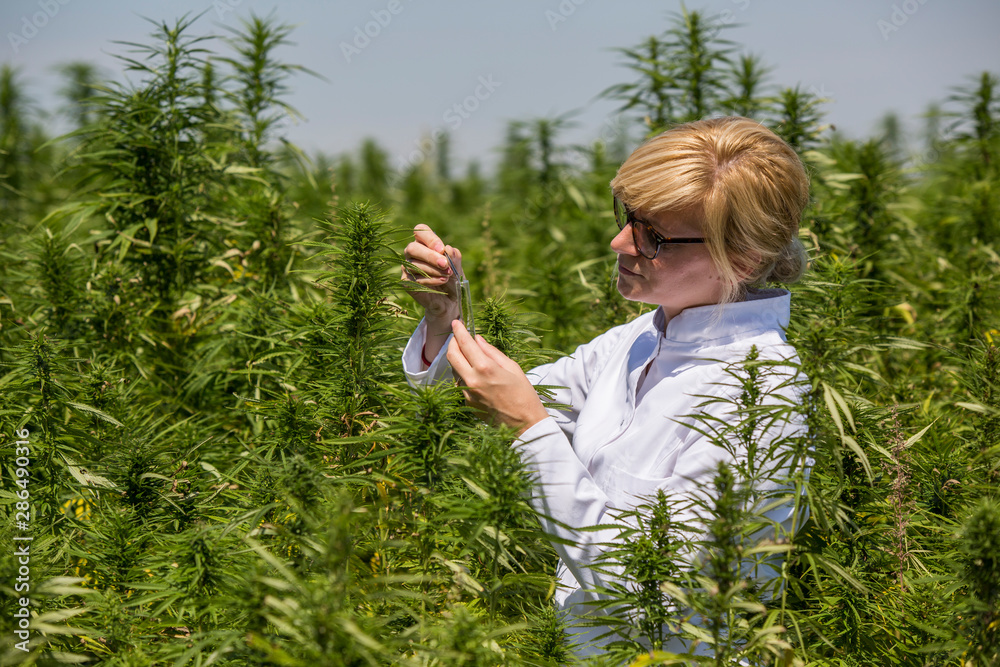 Scientist with tweezers taking samples and observing CBD hemp plants on marijuana field Scientist with tweezers taking samples and observing CBD hemp plants on marijuana field