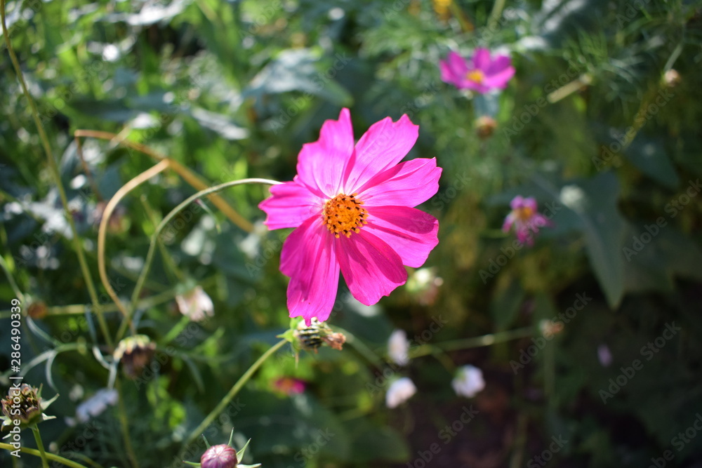 flowers in the garden flowers in the garden