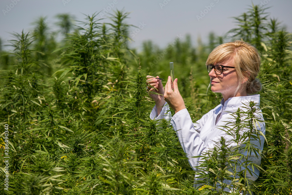 Scientist with tweezers taking samples and observing CBD hemp plants on marijuana field Scientist with tweezers taking samples and observing CBD hemp plants on marijuana field