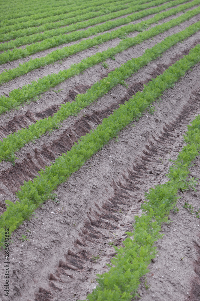 Growing carrots. fields Netherlands polders Growing carrots. fields Netherlands polders