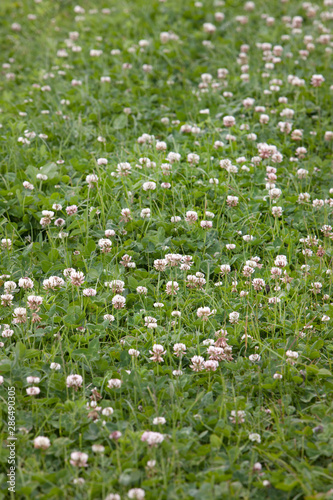 Fototapeta Naklejka Na Ścianę i Meble -  Growing clover.  fields Netherlands polders