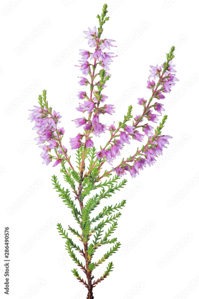pink blossoming heather single branch on white