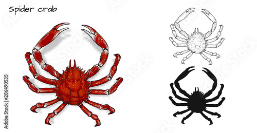 Crab vector by hand drawing.crab silhouette on white background.Spider Crabs art highly detailed in line art style.Animal pictures for coloring