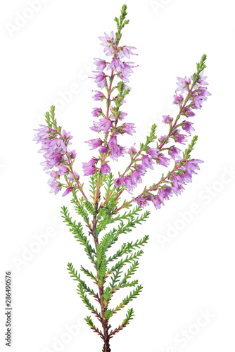 pink blossoming heather single branch on white