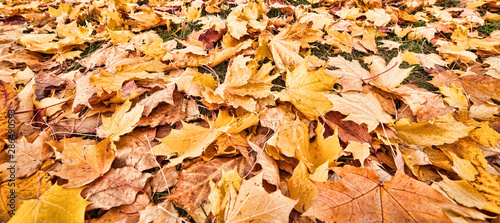 dark gold autumn maple leaves