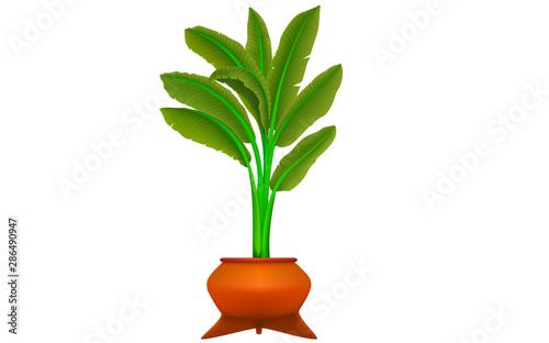 banana tree in pot on the white background