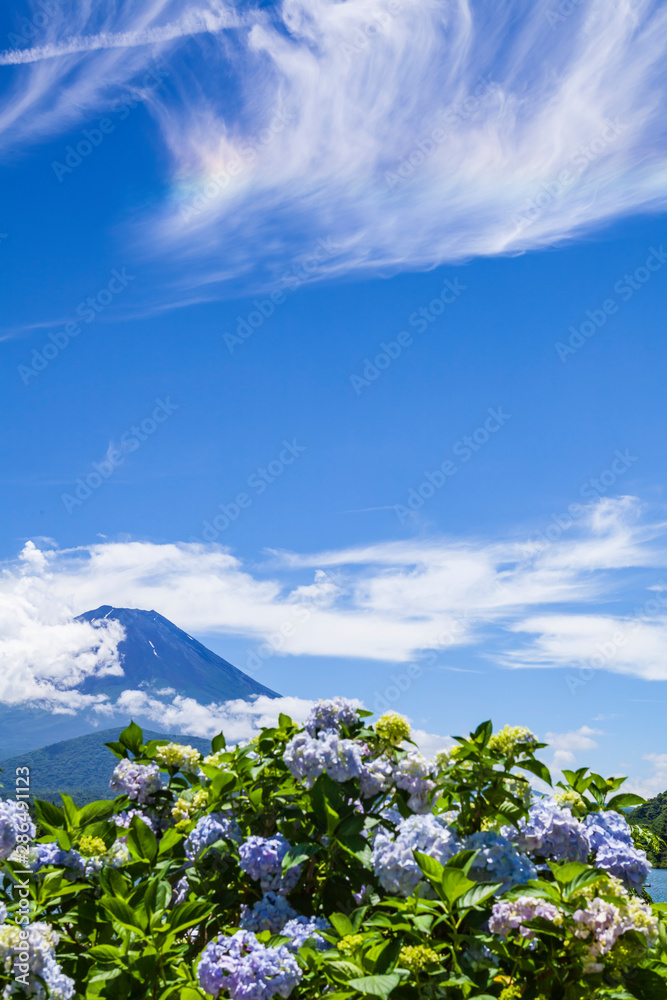 富士山と紫陽花と雲 Stock Photo Adobe Stock