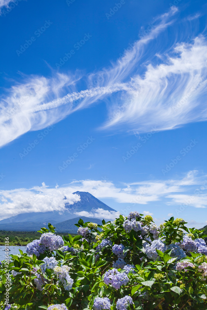 富士山と紫陽花と雲