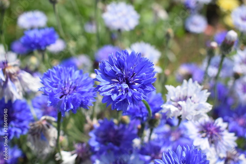 blue flowers in the garden