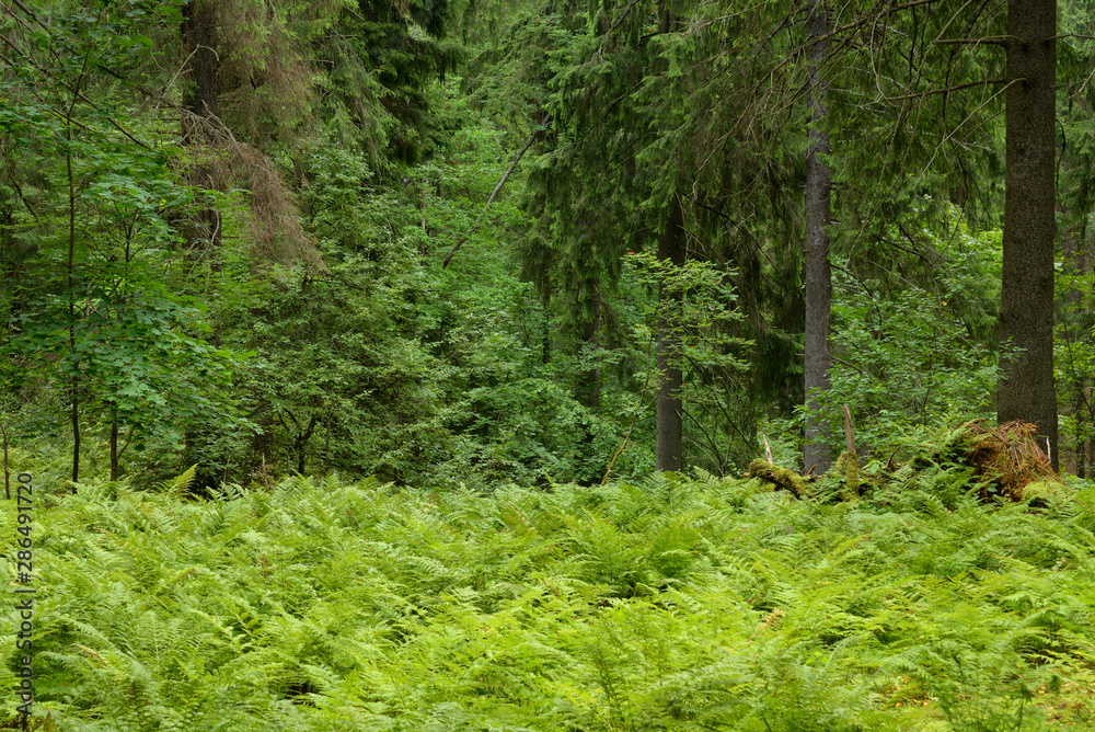 Pine forest at summer day.