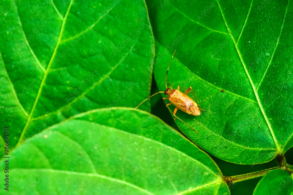 The stink bug perches on wild plants The stink bug perches on wild plants