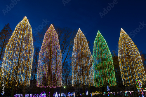 イルミネーションの木立