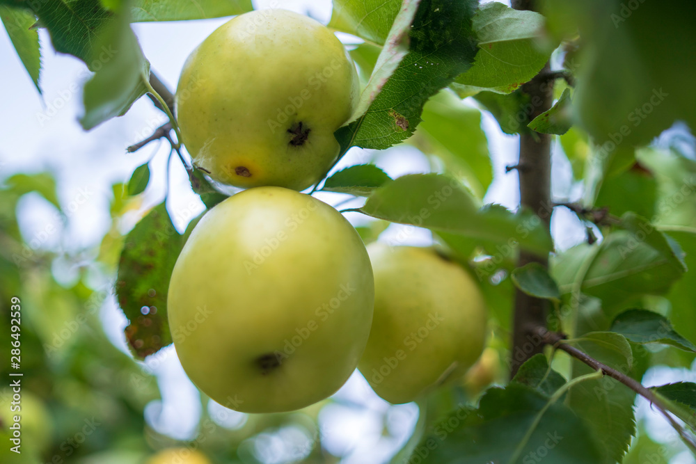 organic apples in the tree without treatments organic apples in the tree without treatments