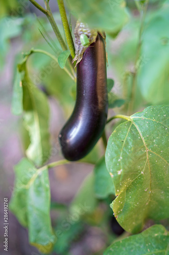 organic eggplant in the plant without treatment