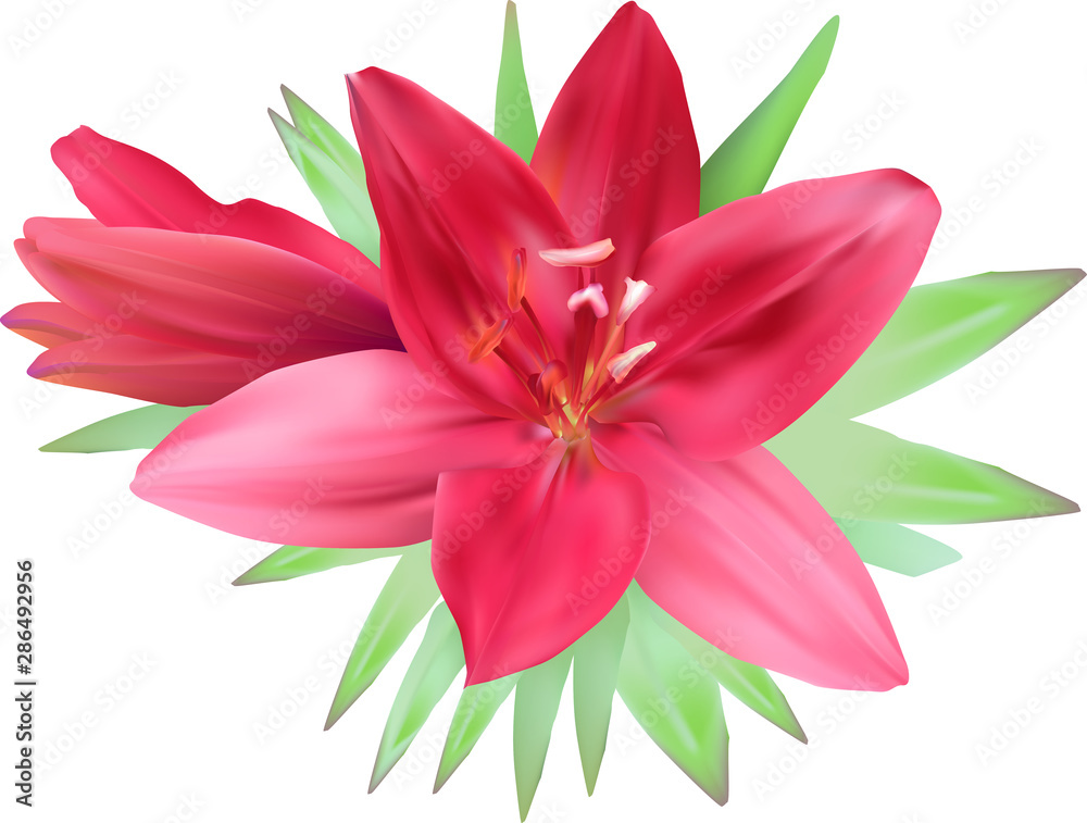 Naklejka premium isolated on white red lily in green leaves
